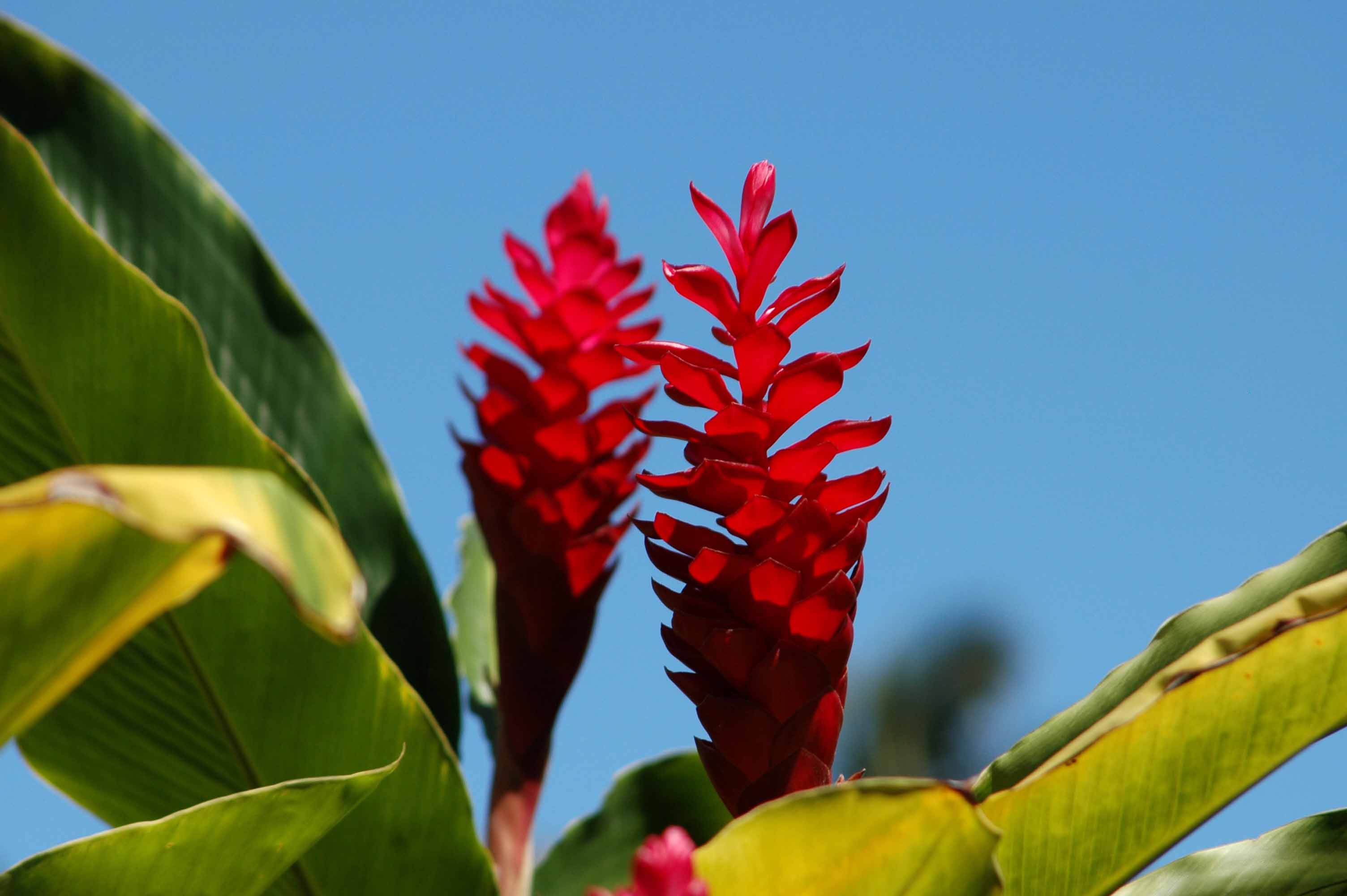 Jengibre - islas Hawaii - EEUU